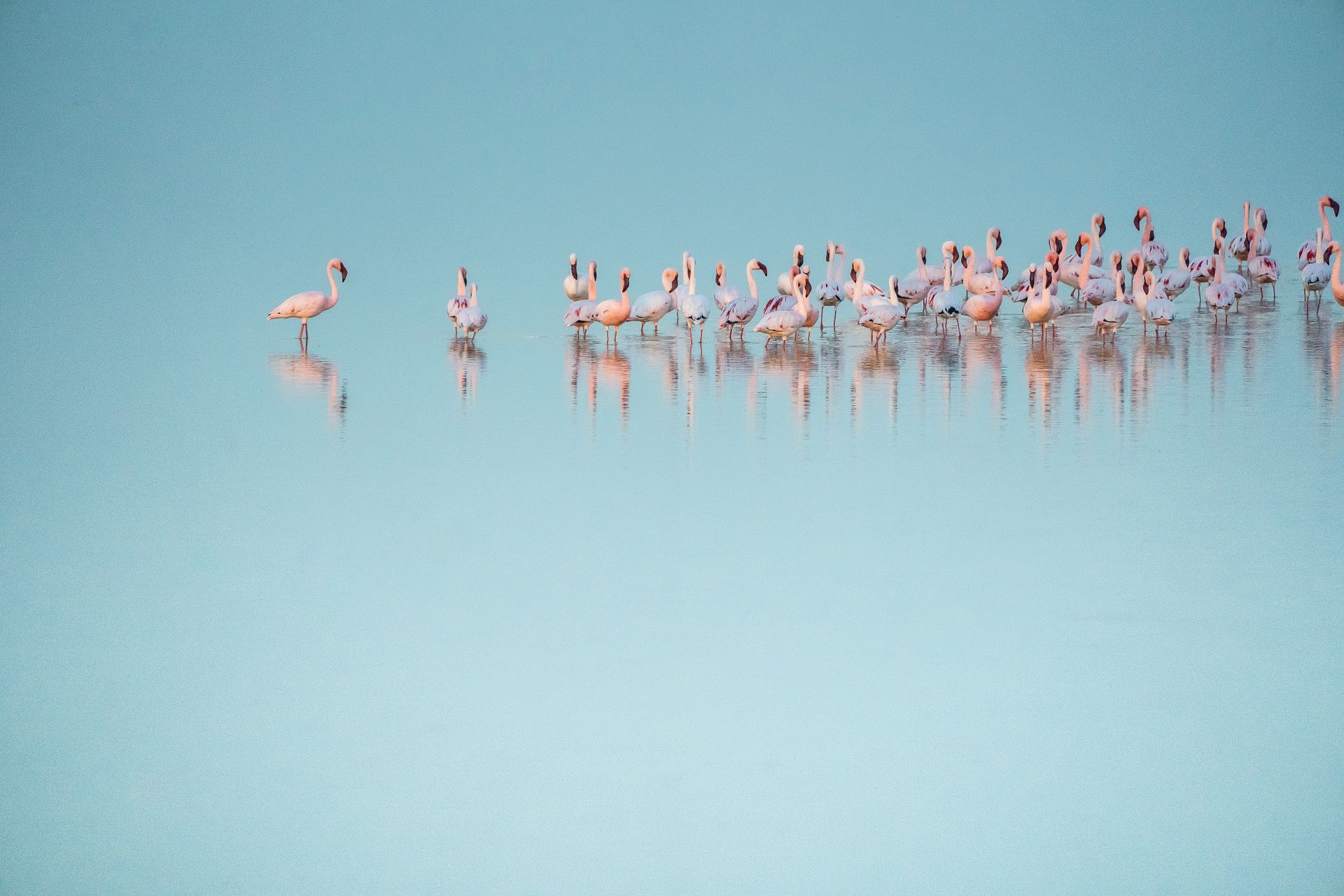 Pink flamingos Port Washington Wisconsin