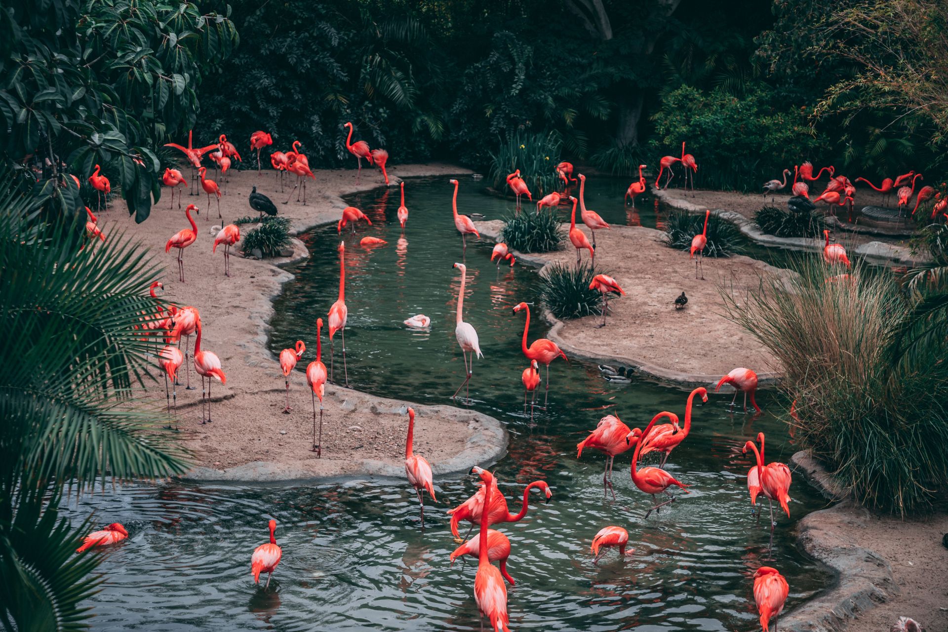 Pink flamingos Port Washington Wisconsin